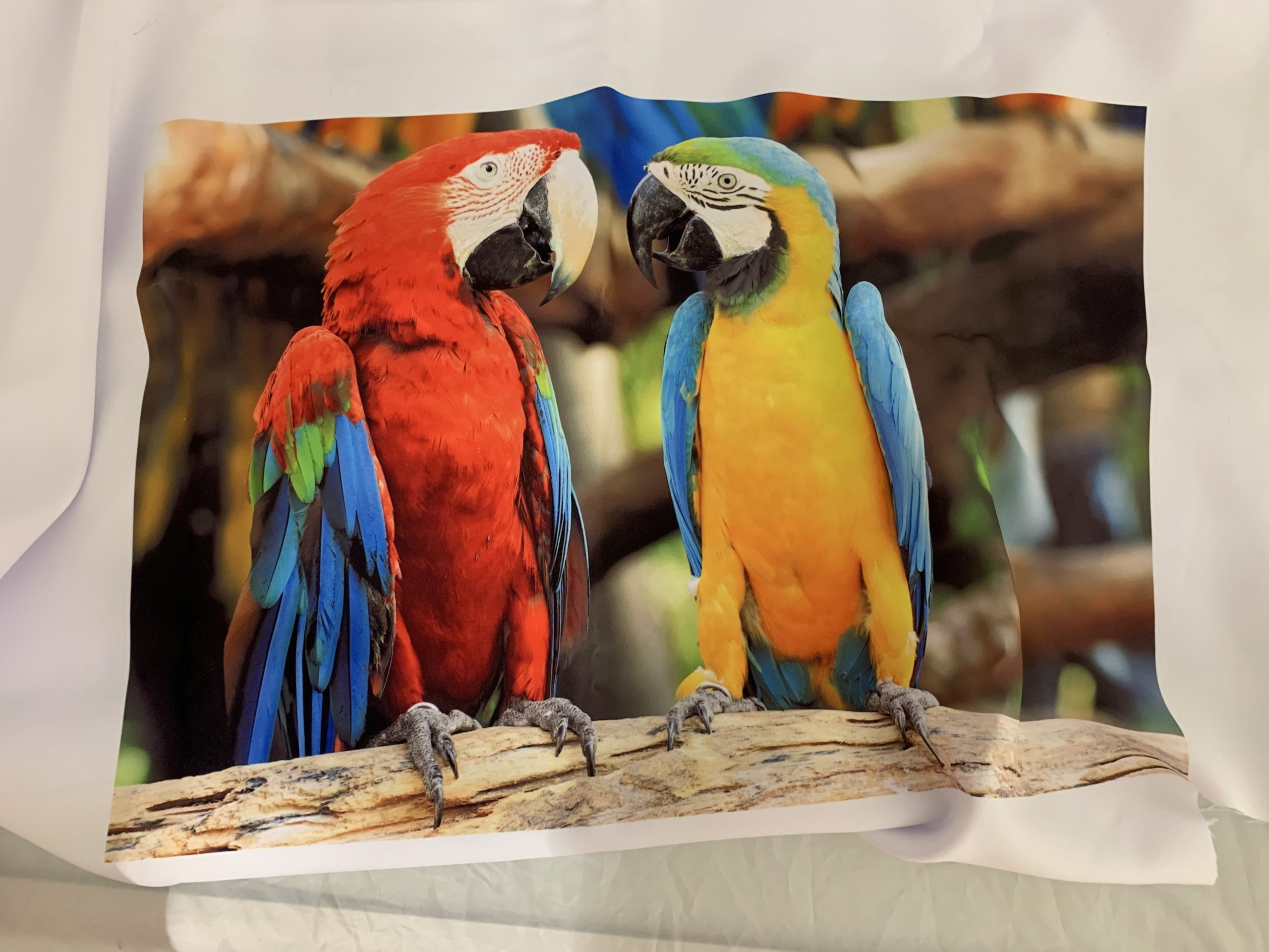 печать принтов с попугаями на ткани